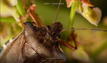 Vernal Shieldbug