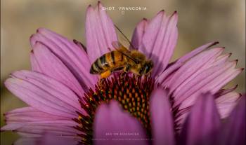 Bee on Echinacea