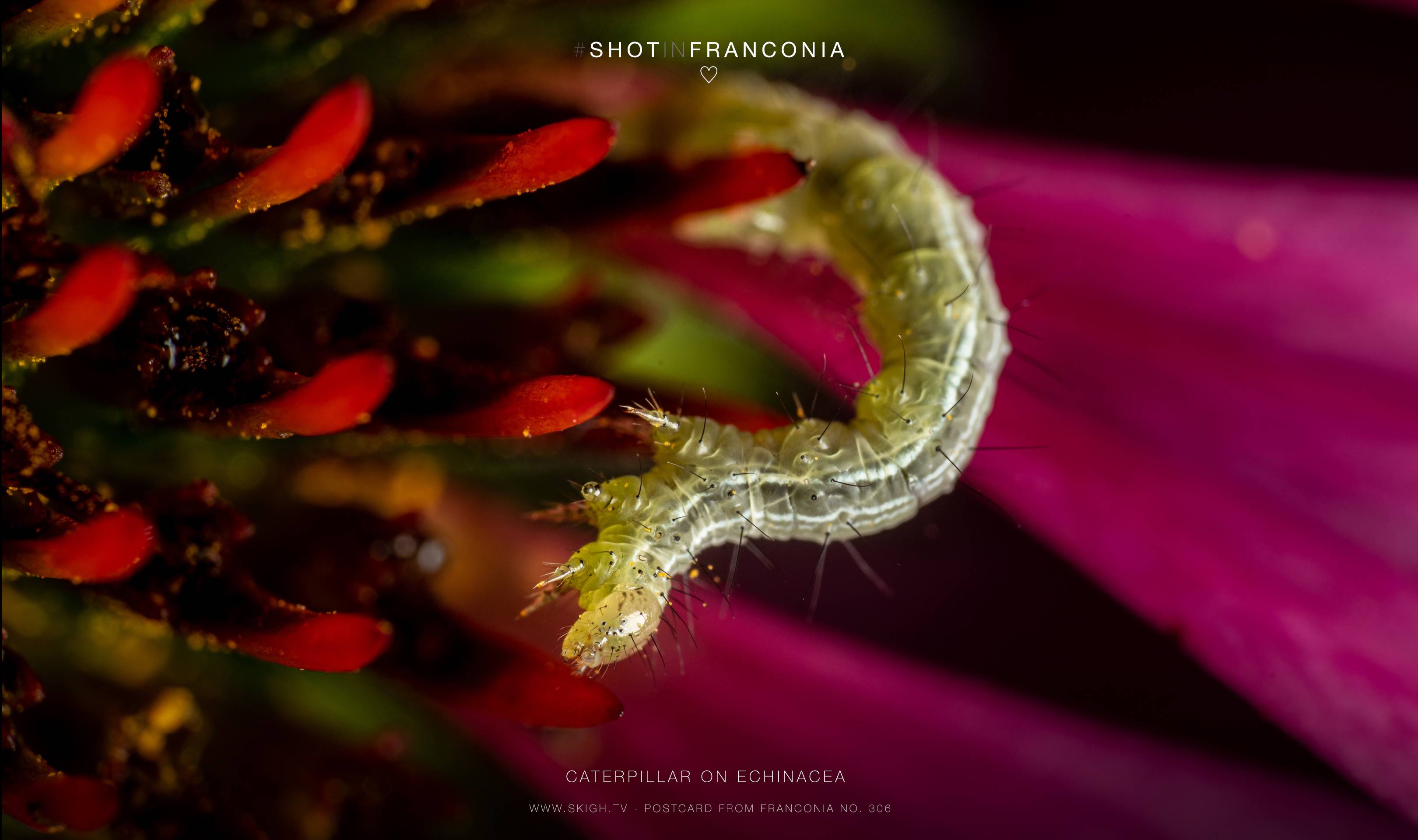 Caterpillar on Echinacea