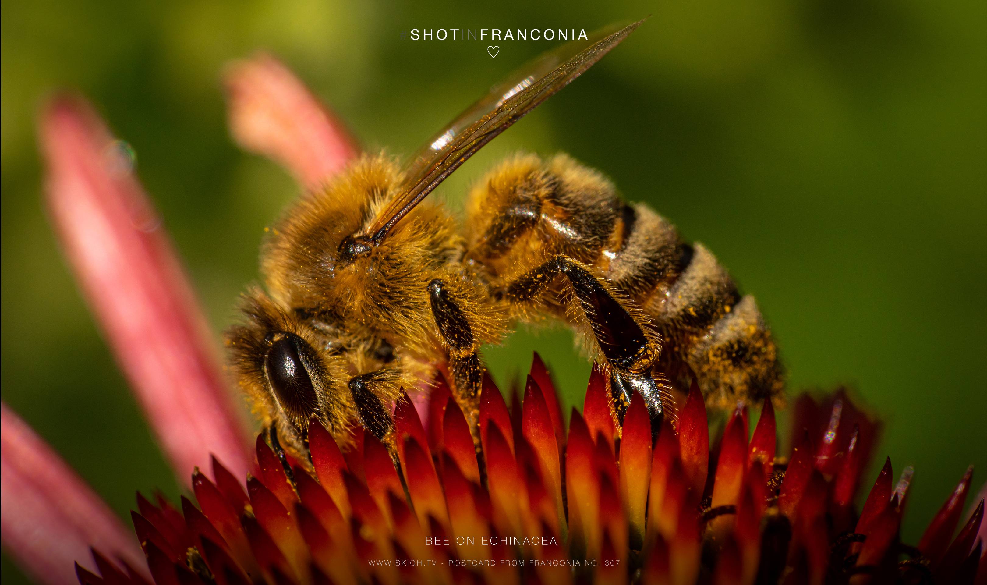 Bee on Echinacea