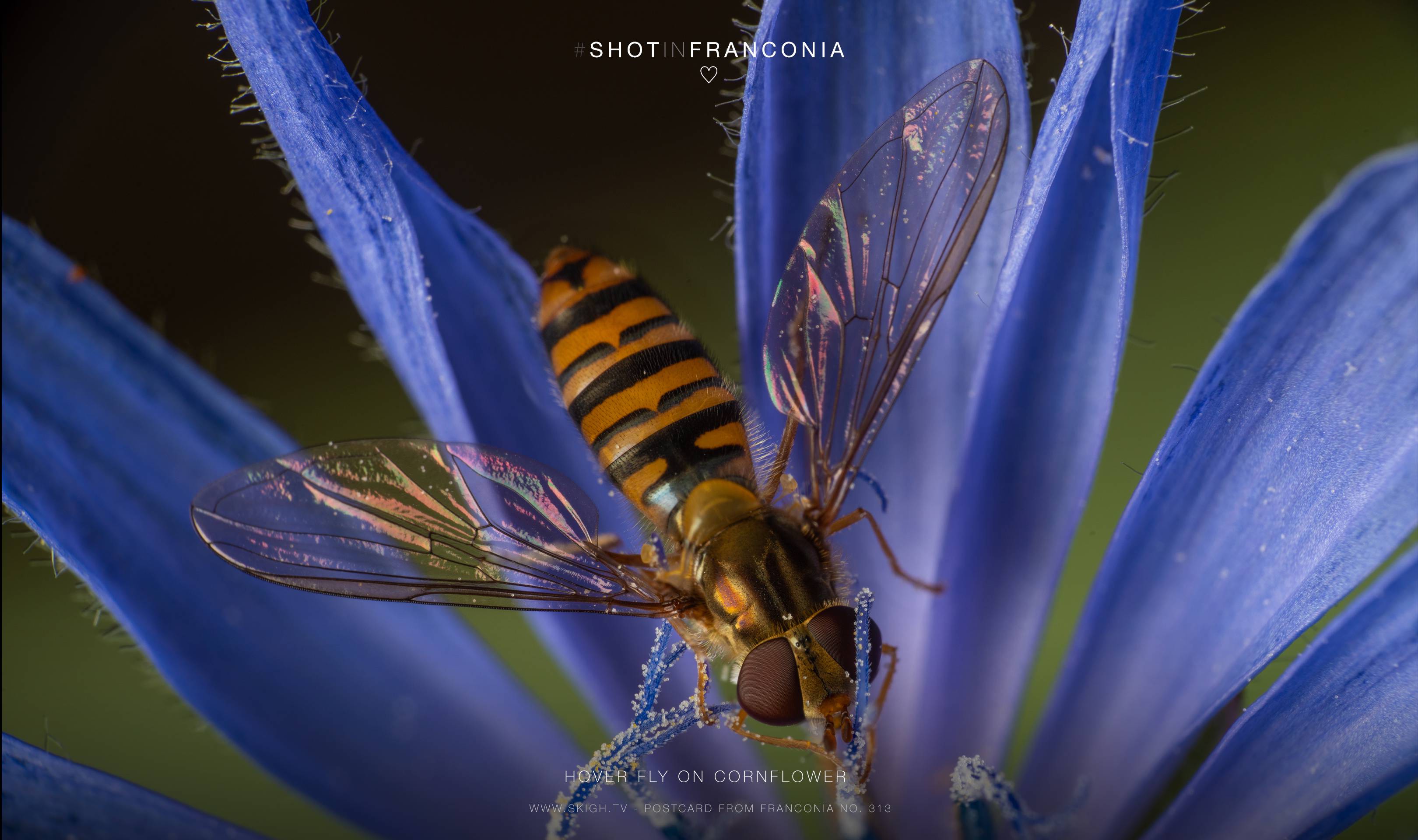 Hover fly on cornflower 