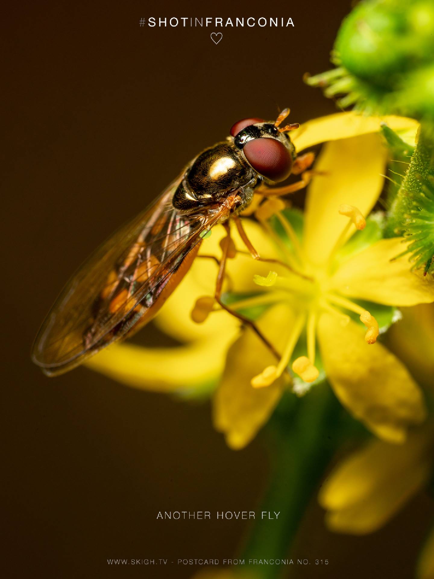 Another Hover Fly