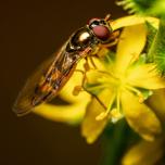 Another Hover Fly