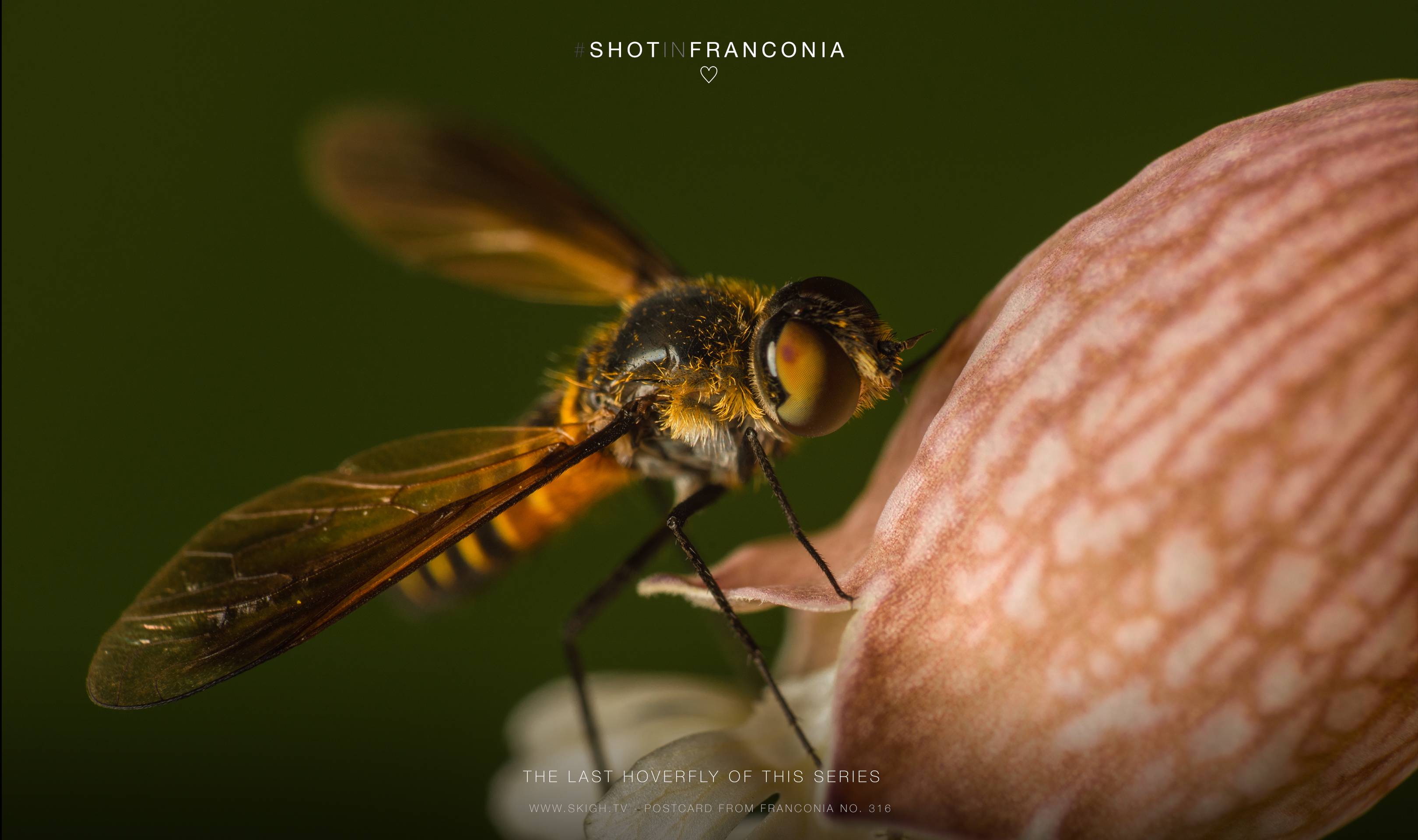 The last hoverfly of this series 