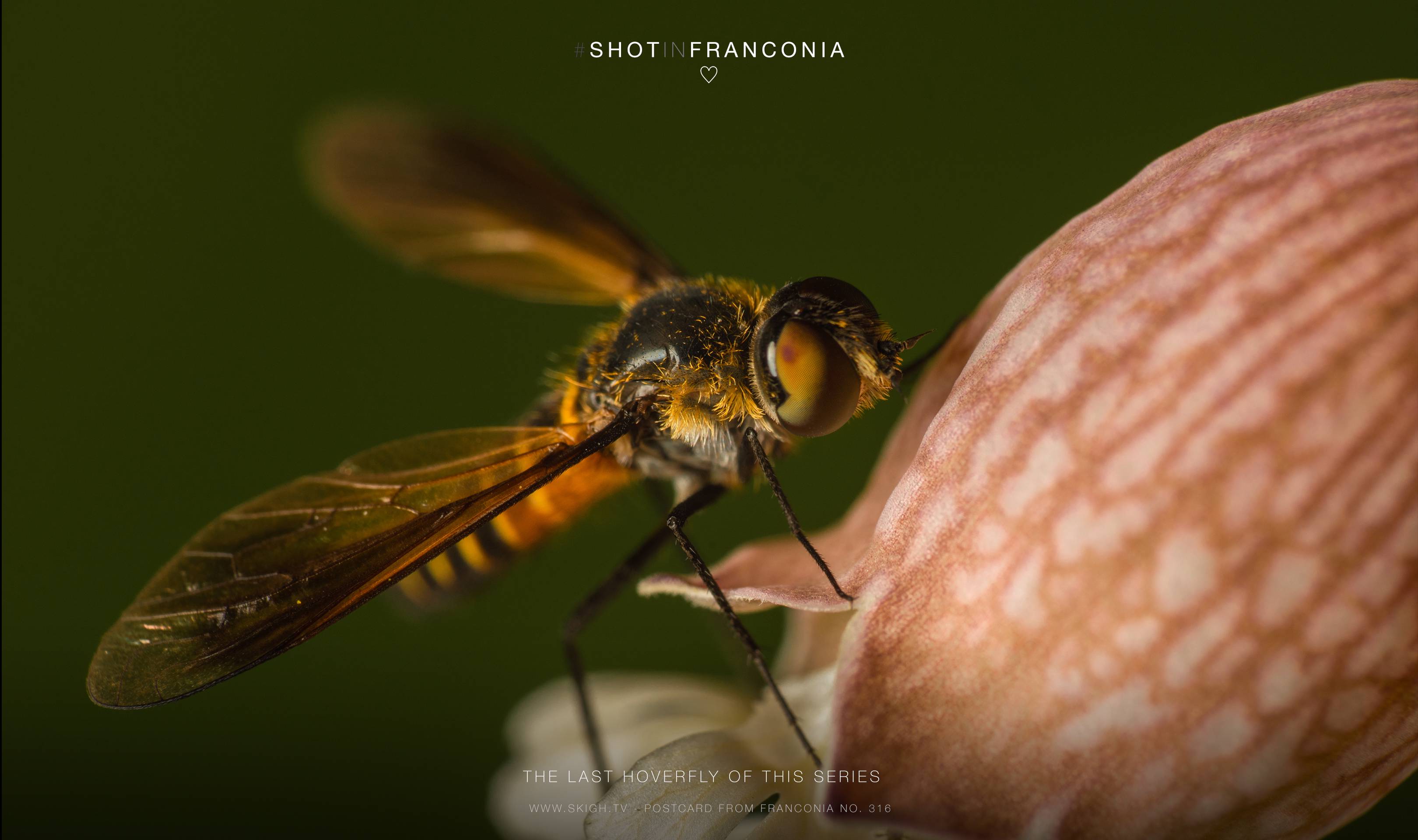 The last hoverfly of this series | 1/250s * f11 * ISO 100 * 90mm - FE 90mm F2.8 Macro G OSS - Sony α7R III The last hoverfly of this series