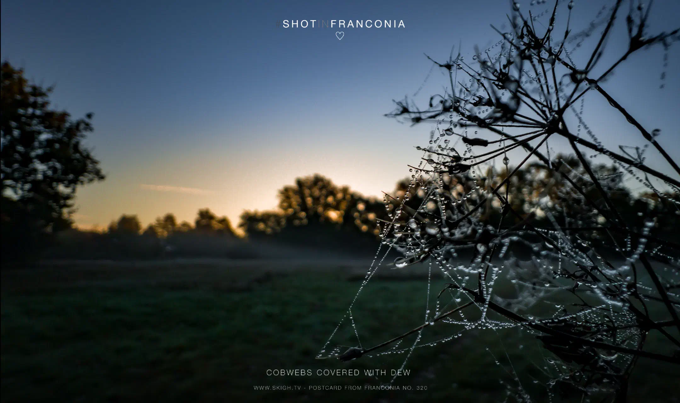 Cobwebs covered with dew