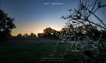 Cobwebs covered with dew