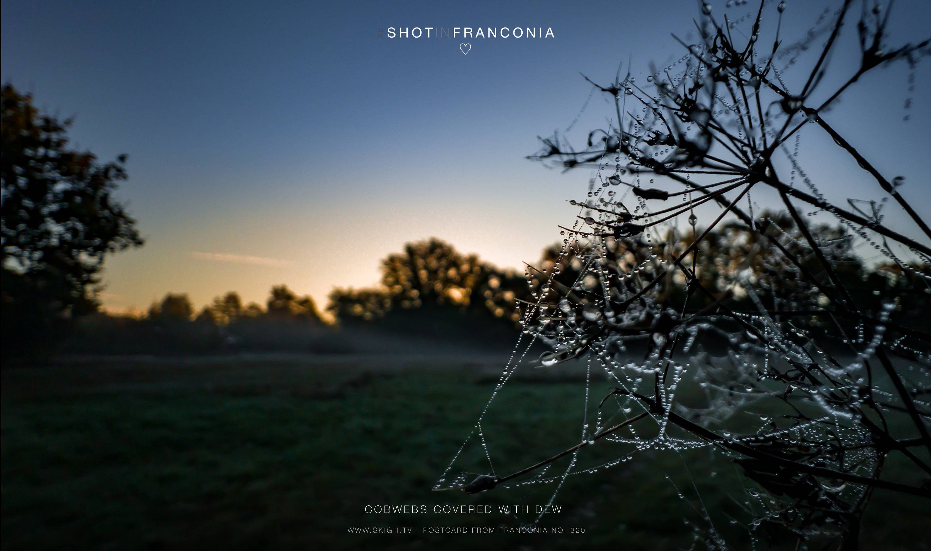 Cobwebs covered with dew