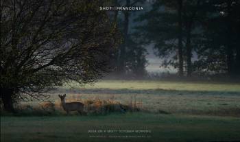 Deer on a misty October morning