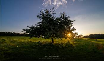 Fruit tree sunset