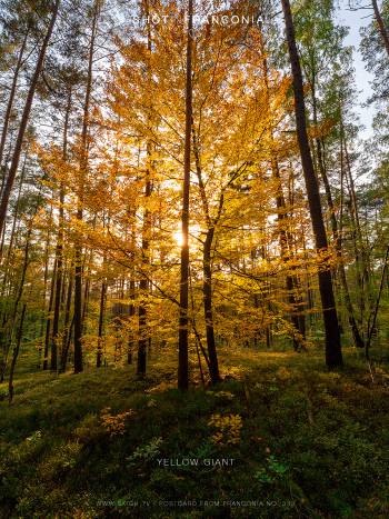 Yellow giant