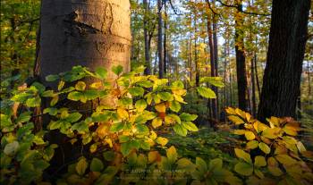 Colourful beech leaves