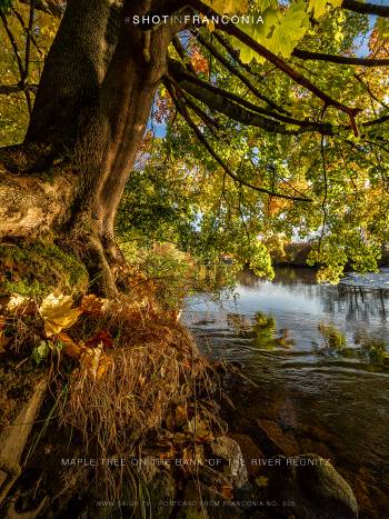 Maple tree on the bank of the river Regnitz