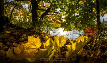 Maple leaves in the evening sun