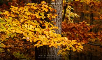 More autumnal beech leaves