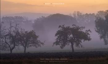 Fruit trees on a foggy morning