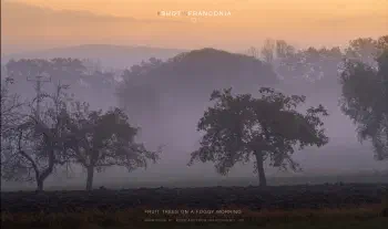 Fruit trees on a foggy morning