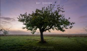 Fruit tree on a foggy morning