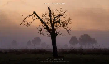 Fruit tree silhouette 