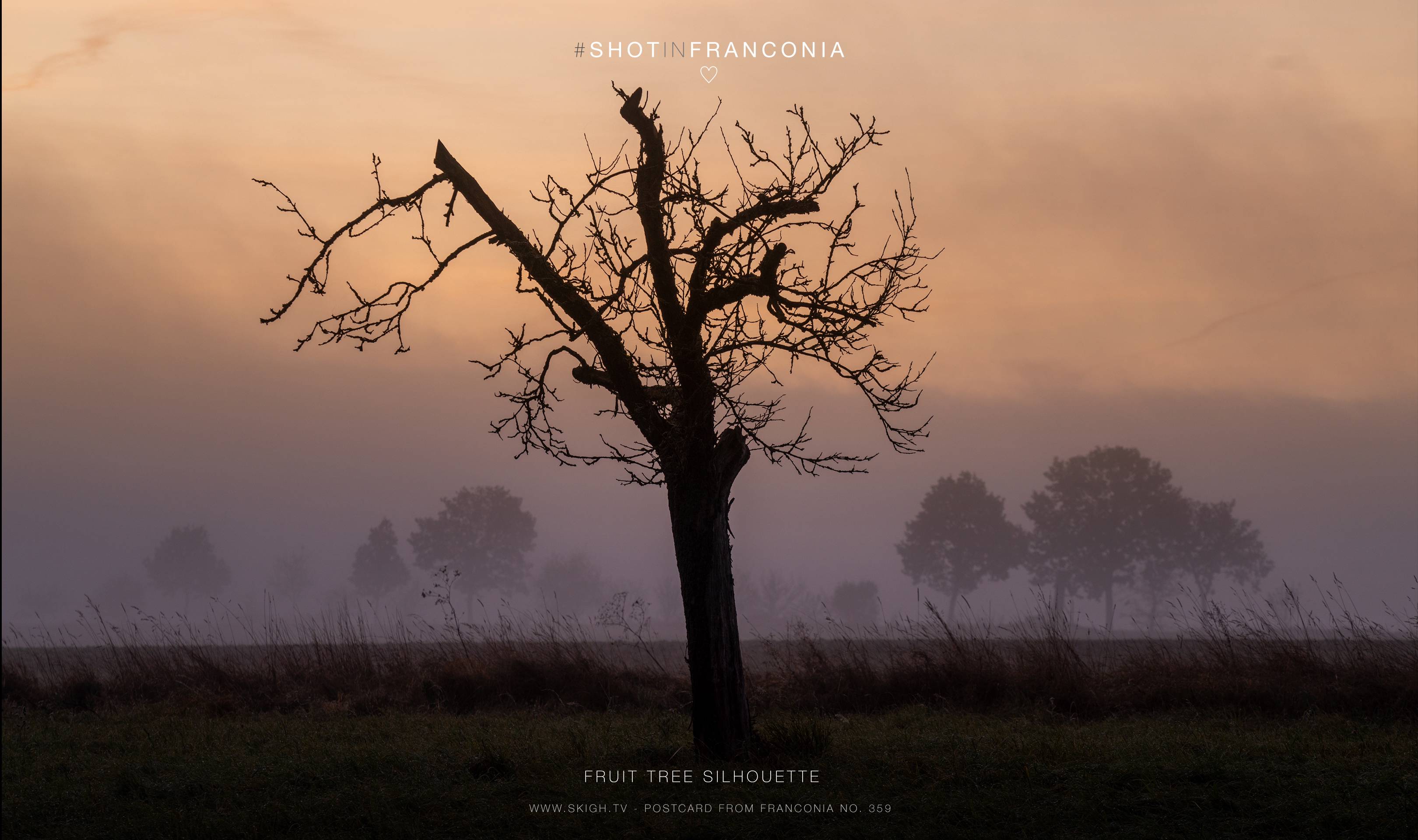 Fruit tree silhouette 