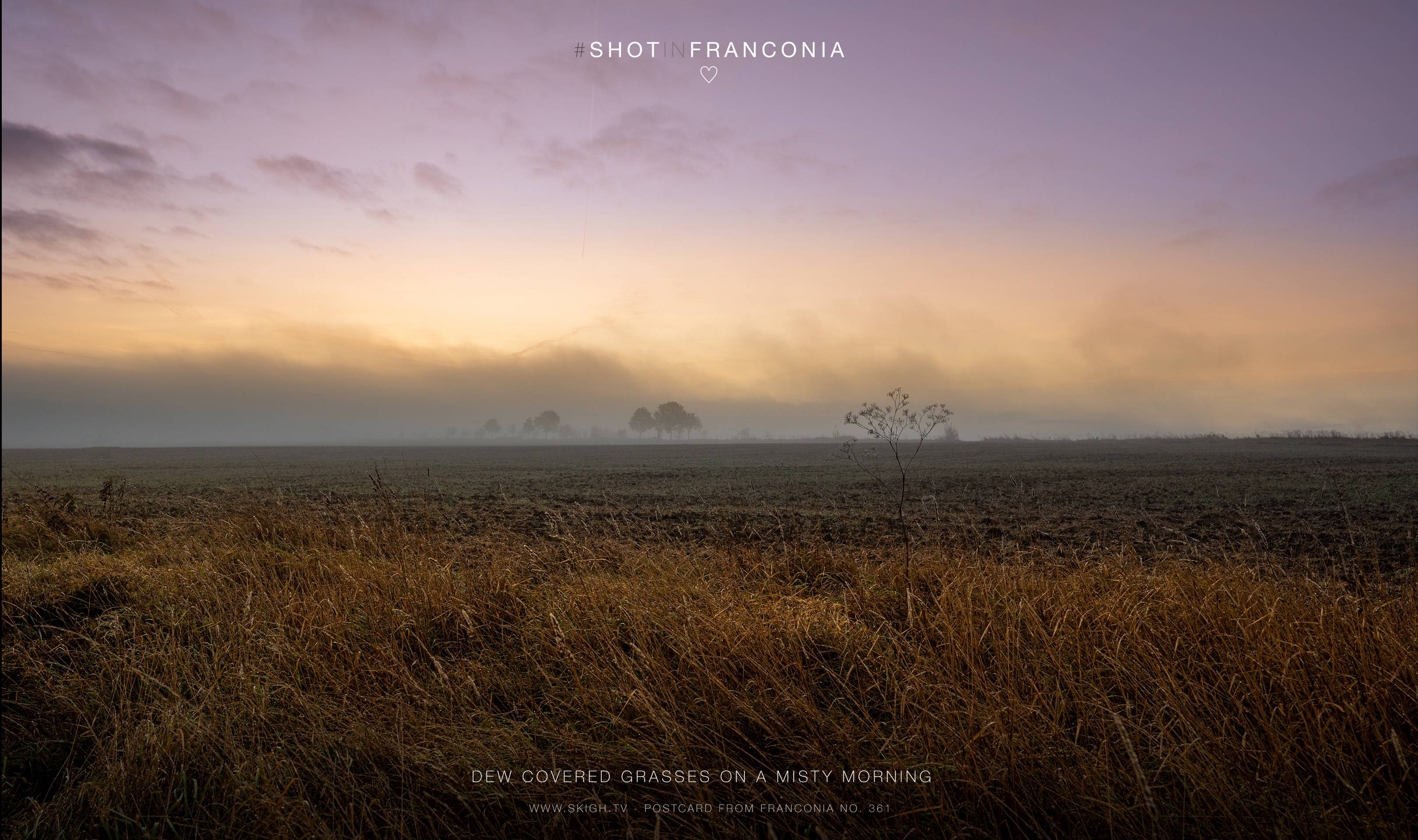 Dew covered grasses on a misty morning 