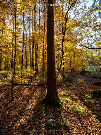 Sunny autumn afternoon