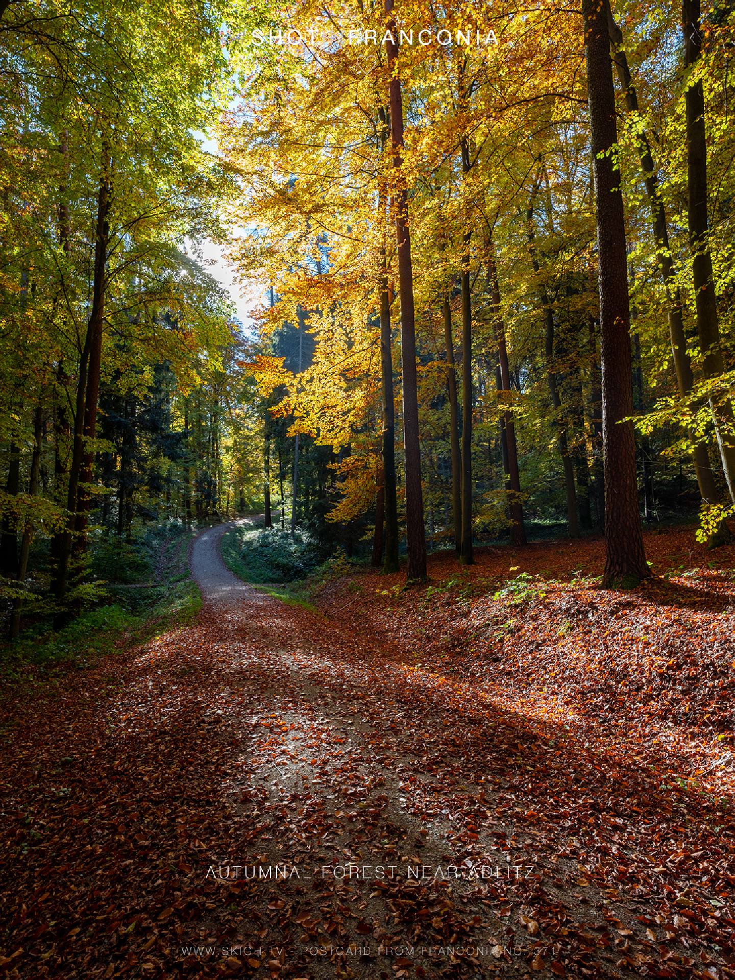Autumnal forest near Adlitz