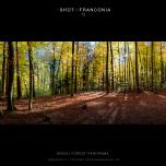 Beech Forest Panorama