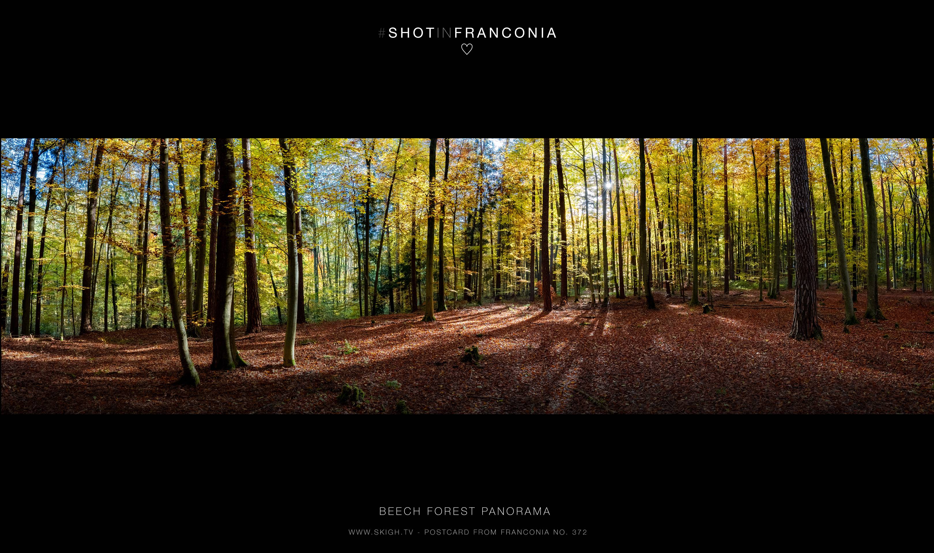 Beech Forest Panorama