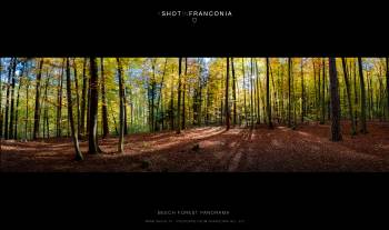 Beech Forest Panorama