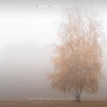 Lonely birch tree on a misty morning