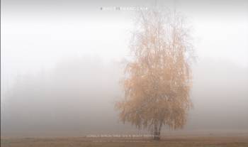 Lonely birch tree on a misty morning