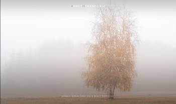 Lonely birch tree on a misty morning