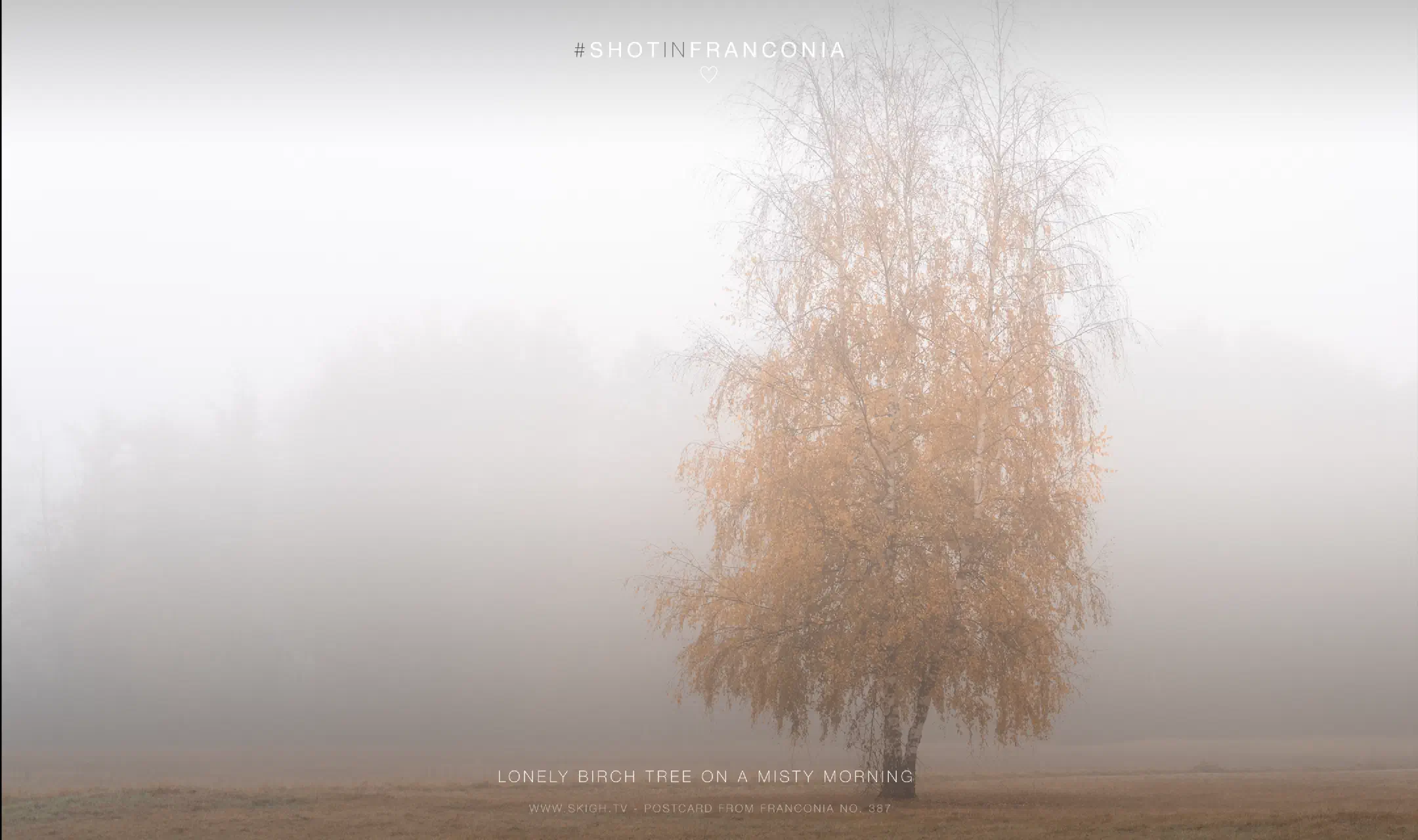 Lonely birch tree on a misty morning
