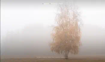Lonely birch tree on a misty morning