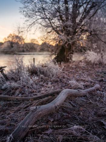 Tree branch on the bank of the Regnitz