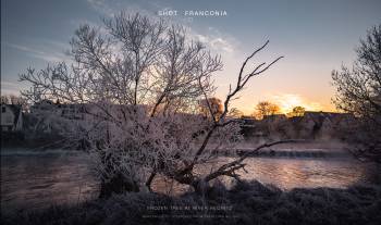 Frozen tree at river Regnitz