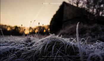 Frozen blades of grass