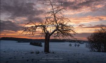 Snow covered fruit tree 