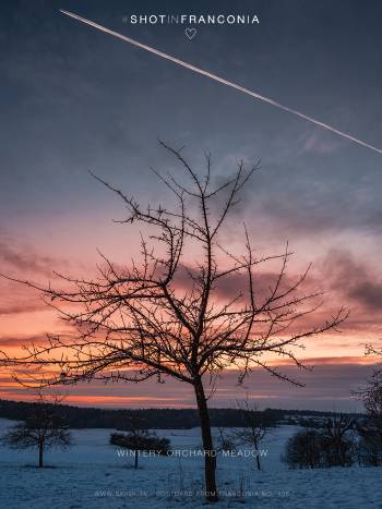 Wintery orchard meadow