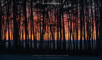 Silhouettes of trees against a sky in flames