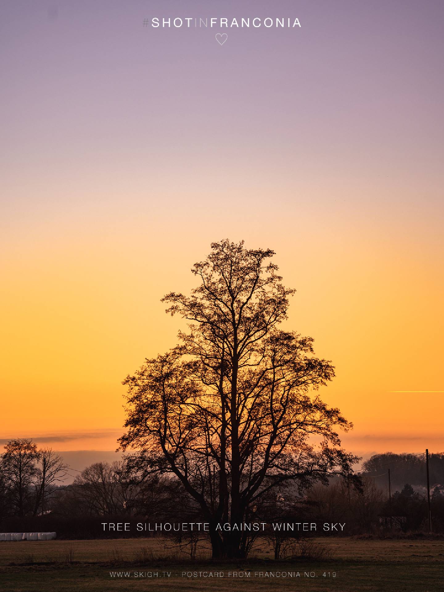 Tree silhouette against winter sky