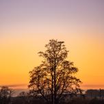 Tree silhouette against winter sky