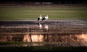 Storks wintering at home