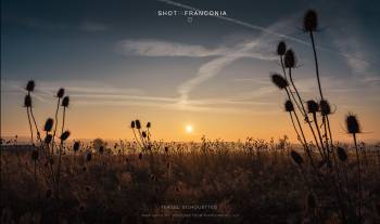 Teasel silhouettes