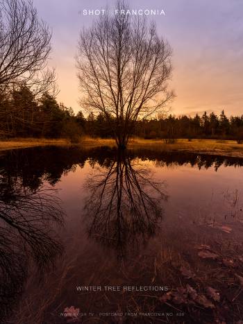 Winter tree reflections