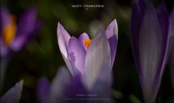 Purple Crocus