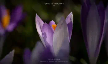 Purple Crocus