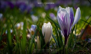 White and white-purple crocus