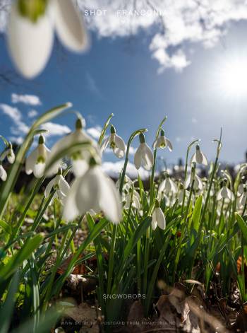 Snowdrops